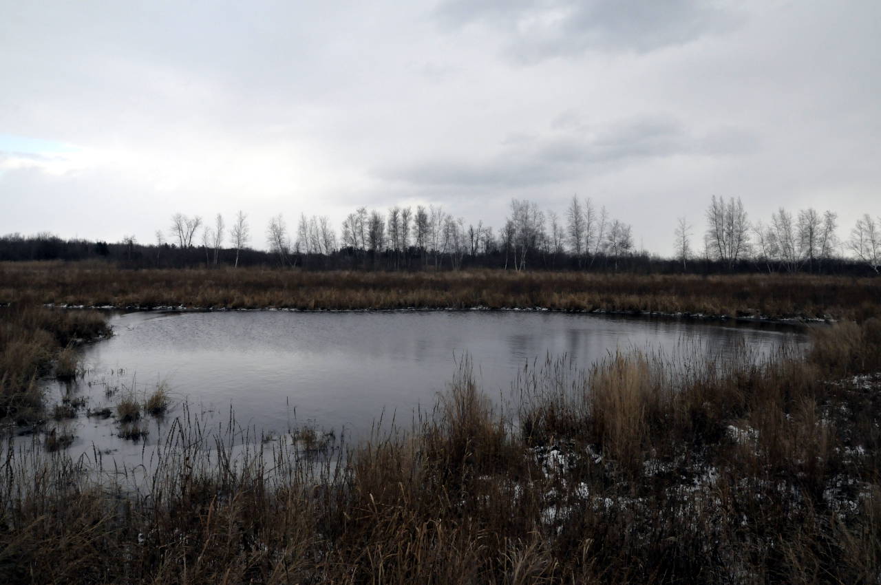 Three interconnected ponds, like this one at the east end of Cooper Marsh, will be constructed in the winter of 2015-16 at the south end of the marsh. (Cornwall Newswatch)