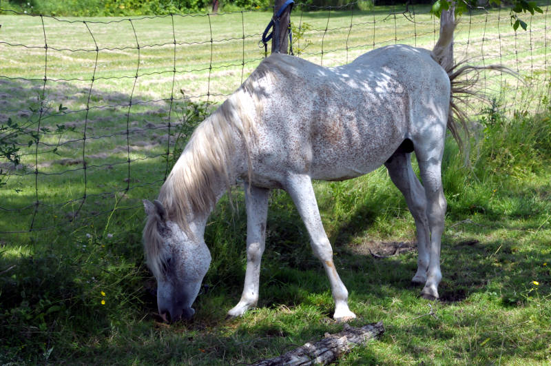 This male 'flea-bitten' gray horse in a field near Apple Hill, Ont. has drawn a lot of attention on Facebook over allegations of neglect. The Ontario SPCA told Cornwall Newswatch, photos circulating social media are outdated. The SPCA said there's an open file on this horse, its getting care from a vet and the owner is cooperating. The animal was eating grass and was trotting around the field during a visit by Cornwall Newswatch July 10, 2015. (Cornwall Newswatch/Bill Kingston)