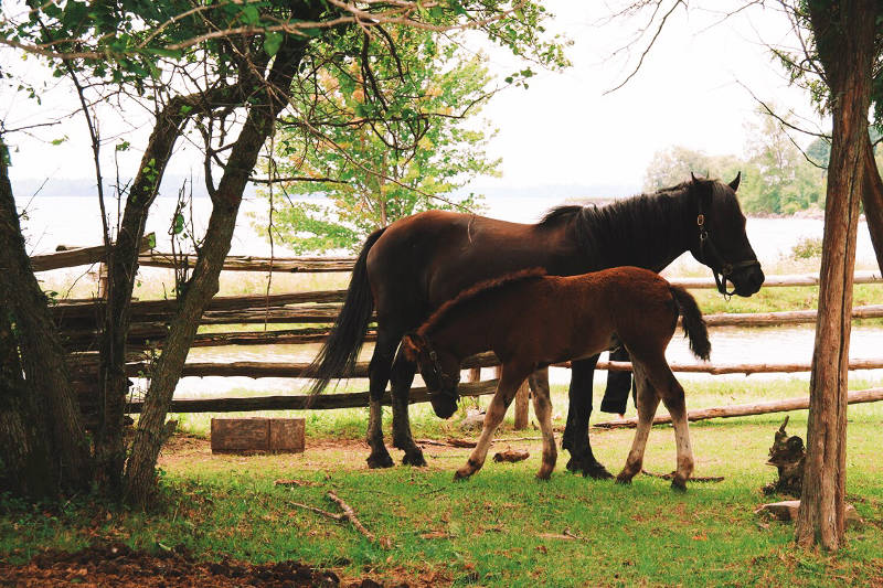 In this photo provided by the St. Lawrence Parks Commission, the second Canadian foal stands alongside his mother, Misty, at Upper Canada Village. UCV is holding a naming contest for the two colts born this year. (SPLC via Newswatch Group)